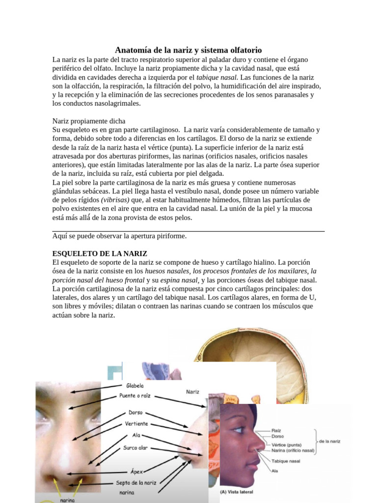 Anatomía de La Nariz y Sistema Olfatorio | PDF | Nariz humana ...
