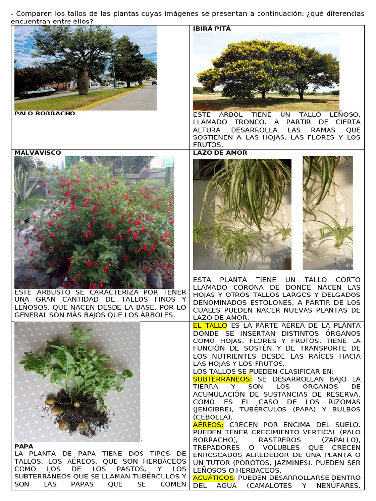 Comparativa de tallos en plantas | PDF | Tallo de la planta | Patata