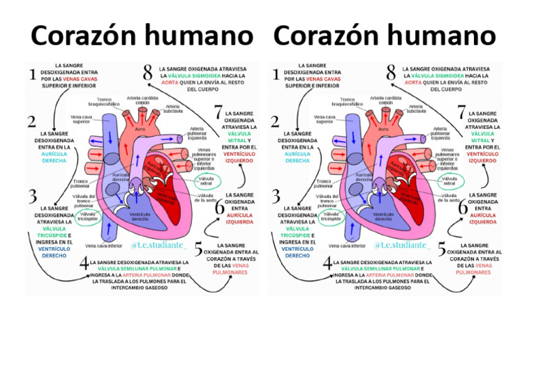 Corazón Humano Circulación PNG | PDF