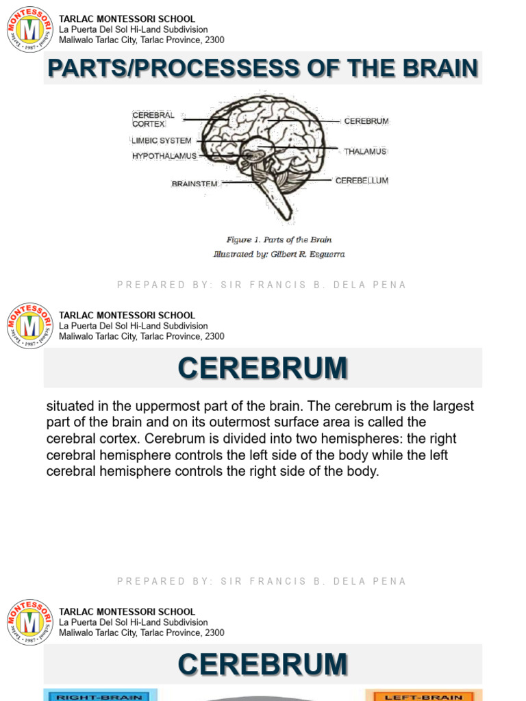 Brain Structure Overview: Lobes & Functions | PDF | Cerebrum | Cerebral ...