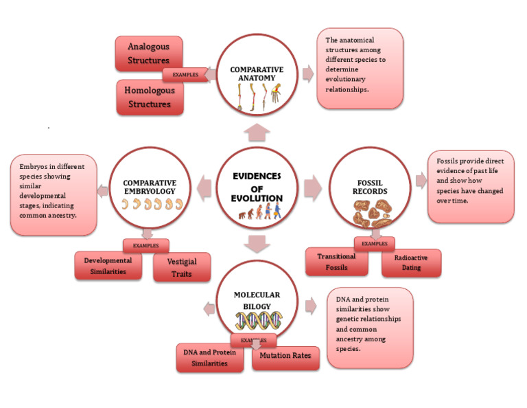 Evidence of Evolution Explained | PDF | Evolution | Species