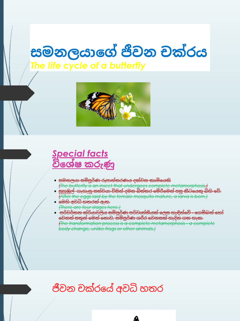 Butterfly Life | PDF