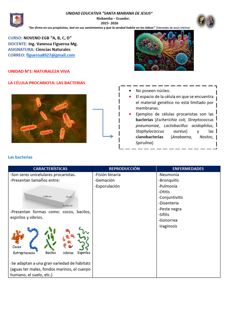 Características de las Bacterias Procariotas | PDF | Las bacterias ...