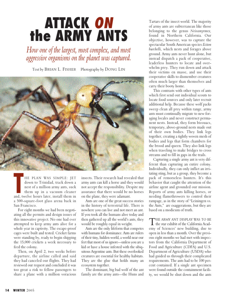 Fisher 2005 Attack On The Army Ants | PDF | Ant | Insects