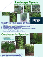 35 Ideal Landscape Cycads