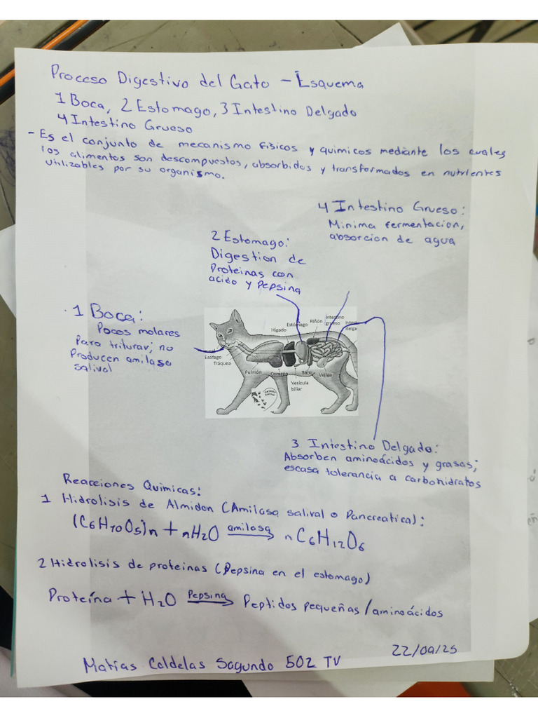 Esquema Proceso Digestivo Pdf