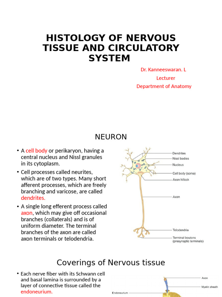 Histology of Nervous Tissue and Circulatory System | PDF | Artery | Axon