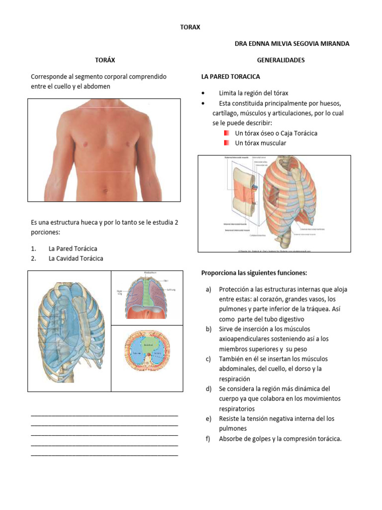 Toráx | PDF | Tórax | Sistema musculoesquelético