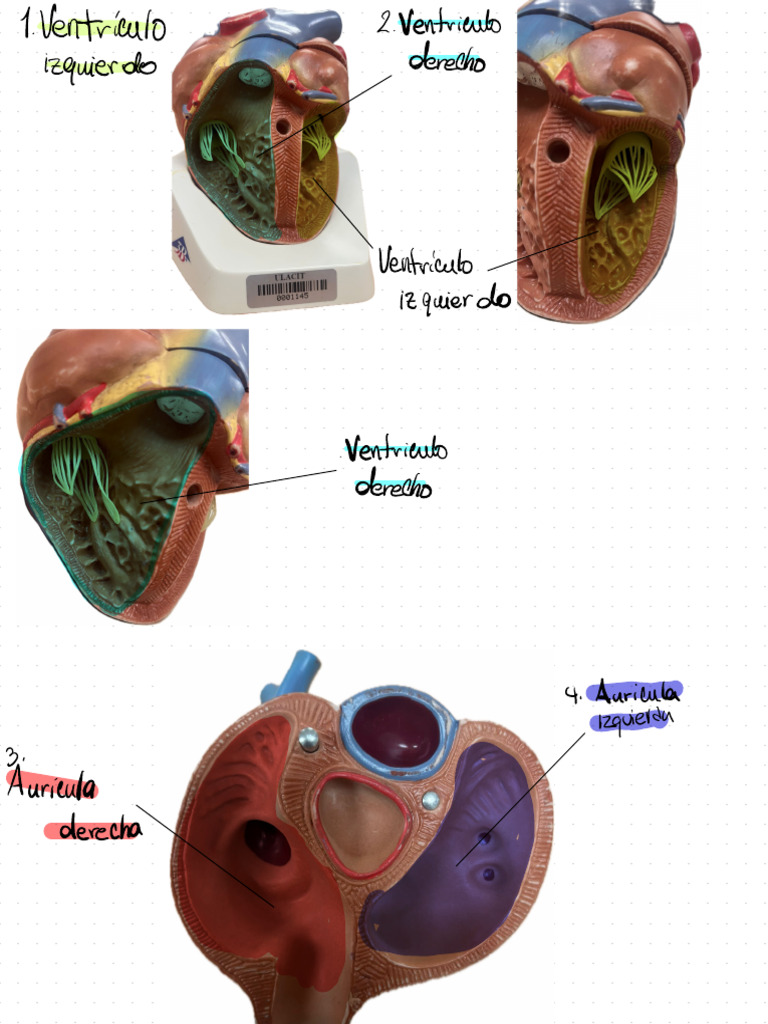 Lab Cardio-Anato 1 | PDF