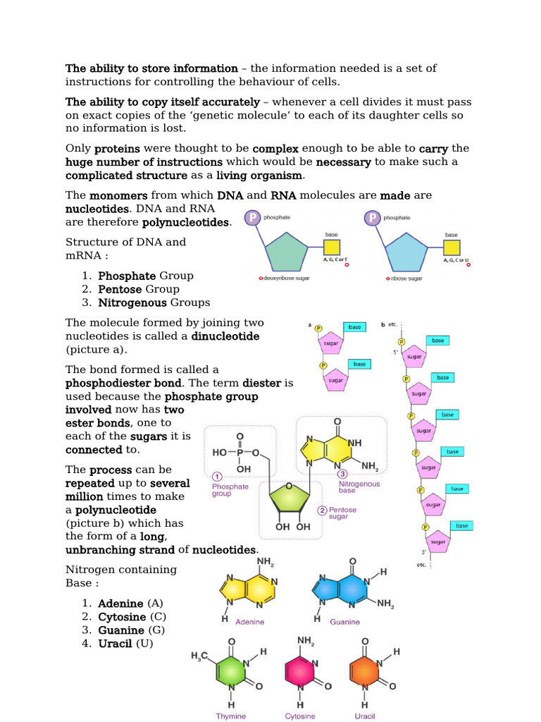 DNA and RNA Science Material | PDF | Messenger Rna | Dna