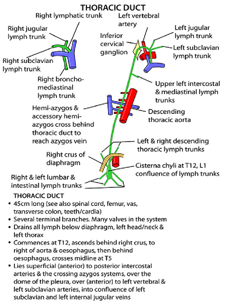 Chyle Leak & Thoracic Duct | PDF
