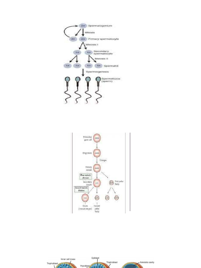 Embryology Charts | PDF