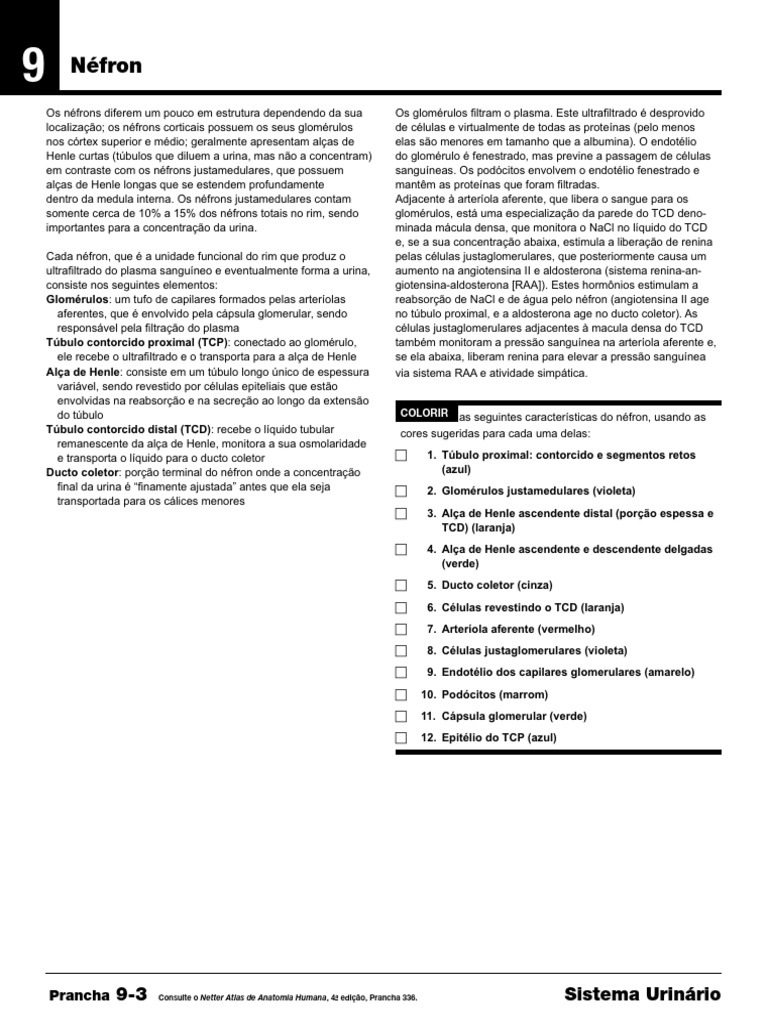 Anatomia do Néfron e Funções Renais | PDF | Rim | Sistema urinário