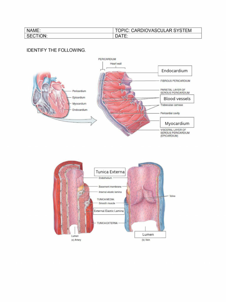 Anatomy of the Heart and Blood Vessels | PDF