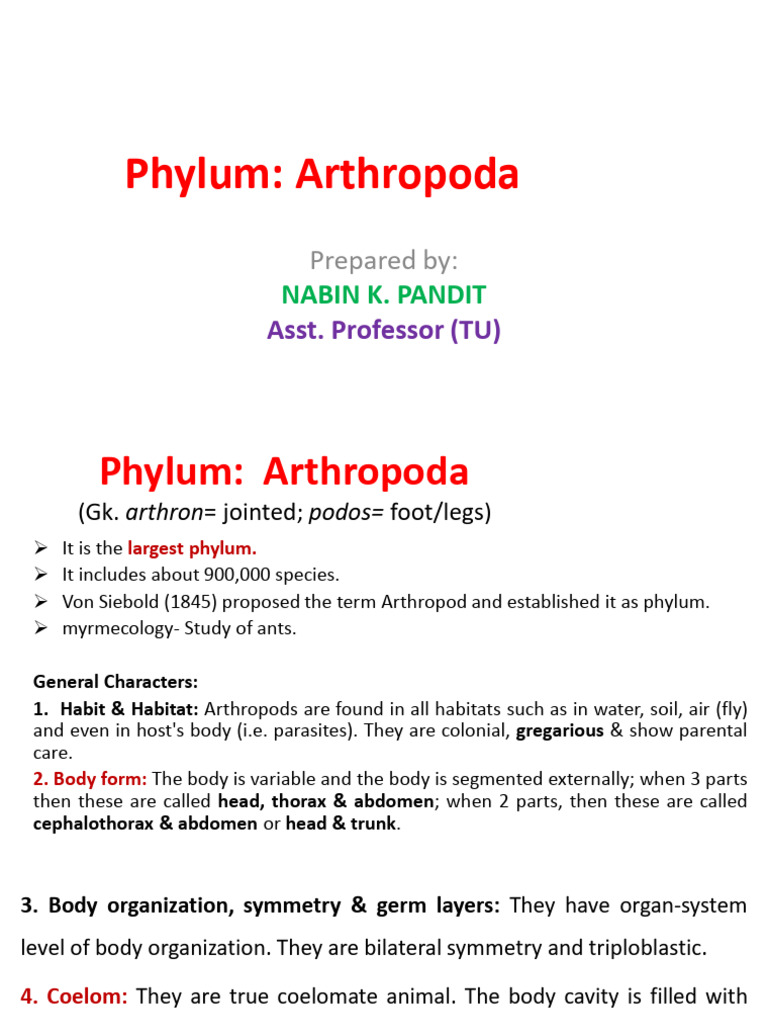 Overview of Arthropoda Phylum Characteristics | PDF | Insects | Mosquito