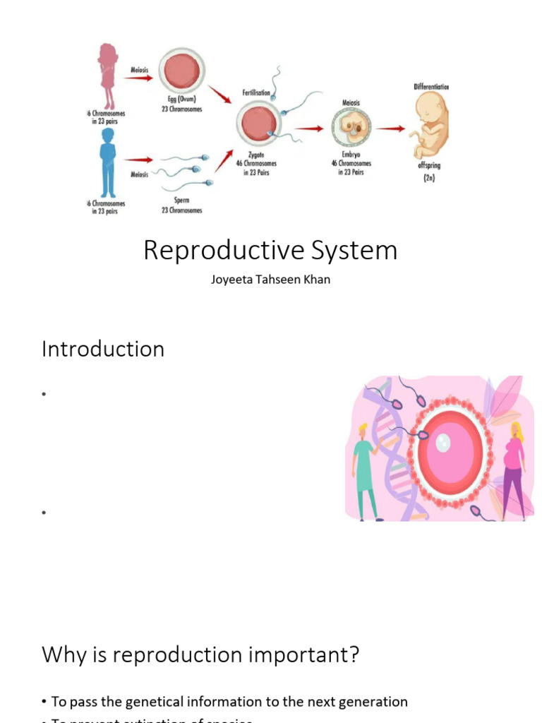 Overview of Human Reproductive System | PDF | Fertilisation ...