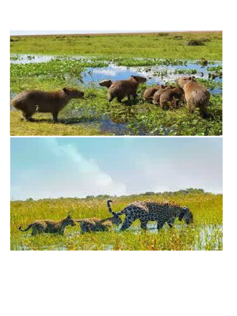 Esteros Del Iberá | PDF