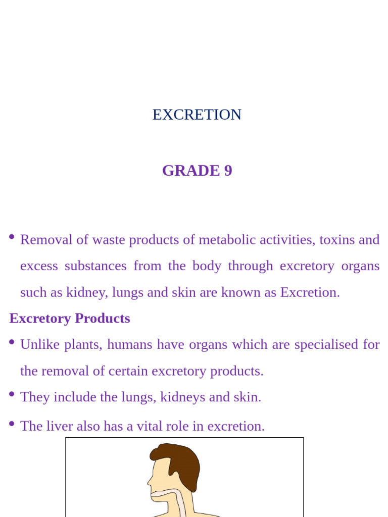 Understanding Human Excretion Processes | PDF | Kidney | Urinary System