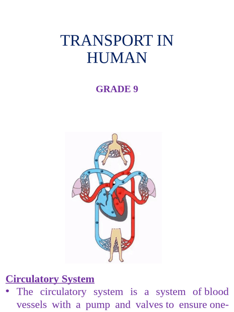 Human Circulatory System Overview | PDF | Heart Valve | Circulatory System