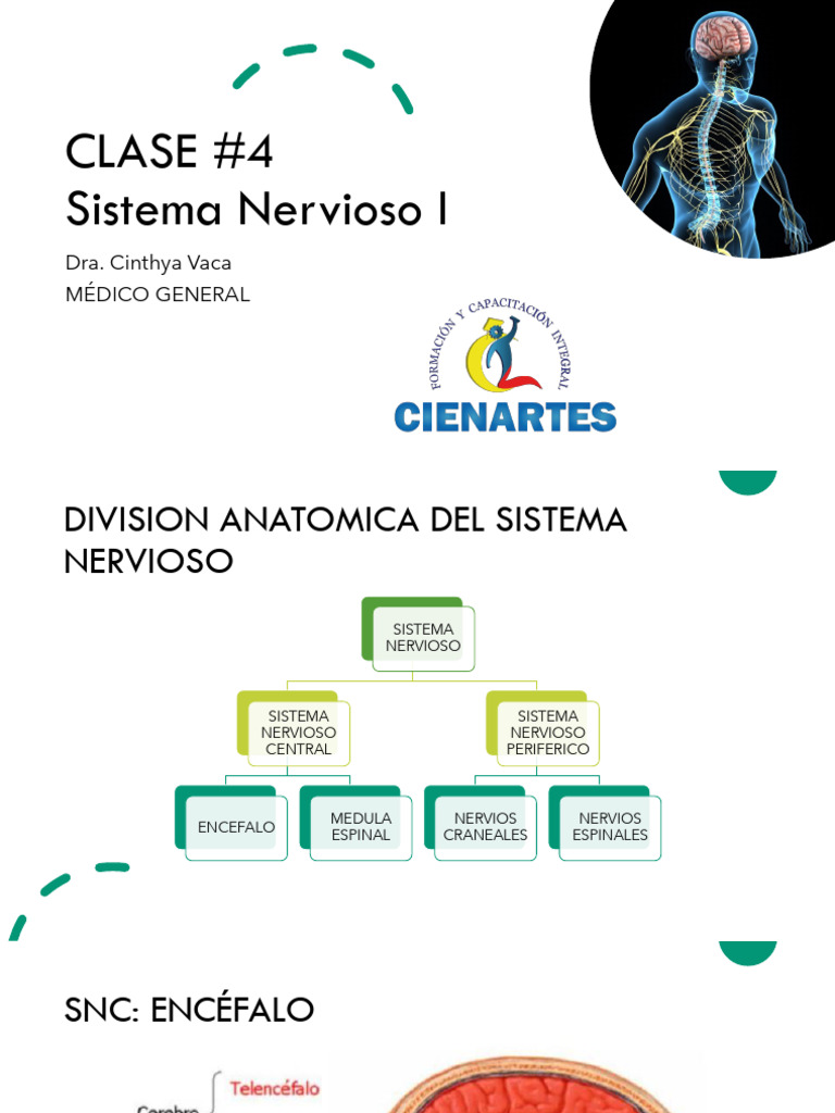 Clase #4 | PDF | Sistema nervioso central | Cerebro