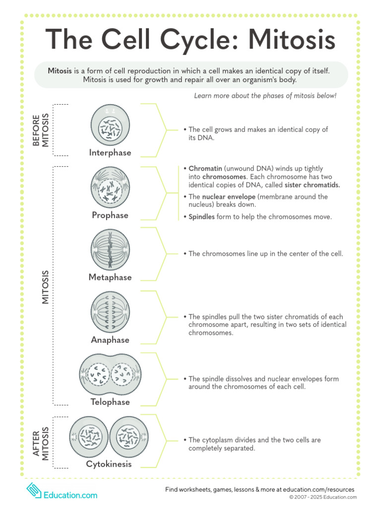 The Cell Cycle Mitosis Handout | PDF
