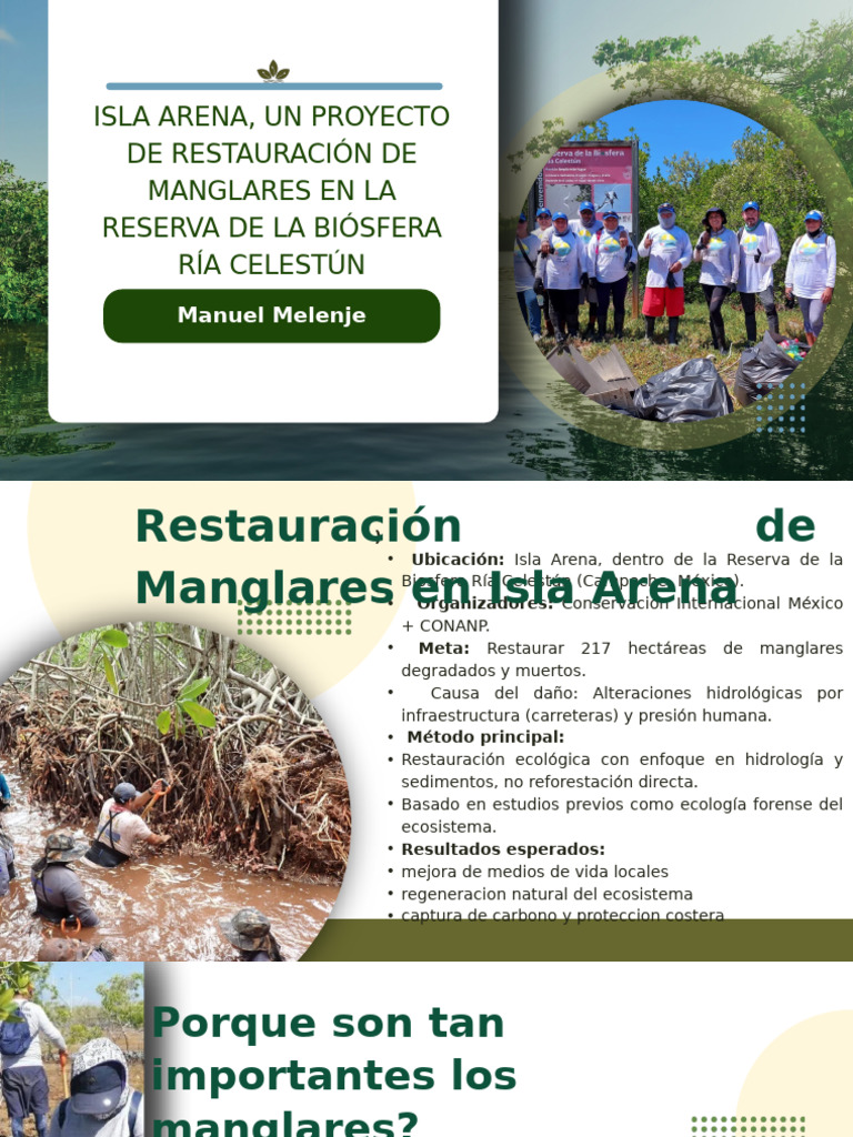 Restauración de Manglares en Isla Arena | PDF | Ecología | Entorno natural