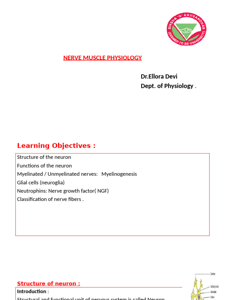 Nerve Muscle Physiology Overview | PDF | Axon | Neuron