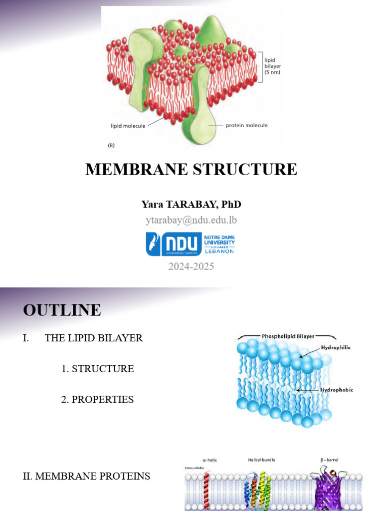 Membrane Structure: Lipid Bilayer & Proteins | PDF | Cell Membrane ...
