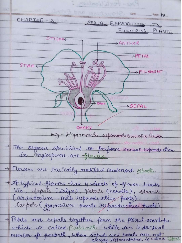 Biology Chapter 2 Sexual Reproduction in Flowering Plants Class 12 ...