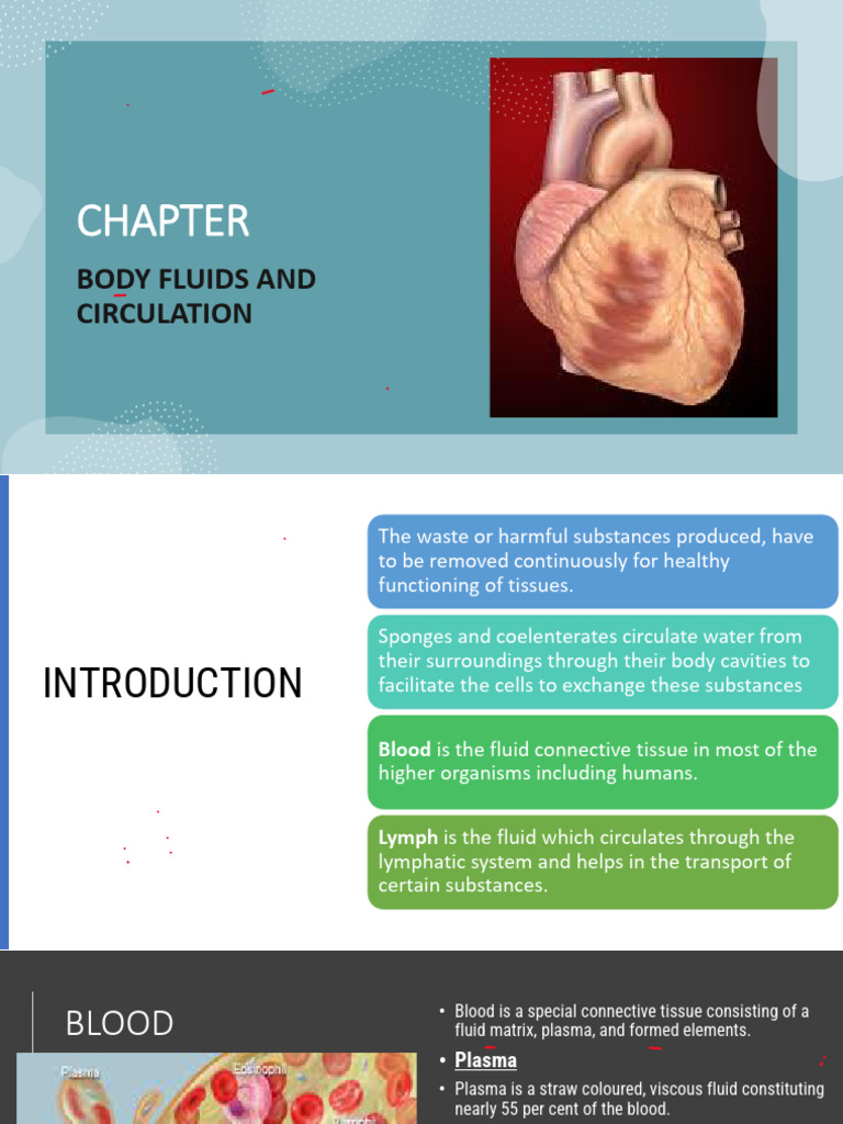 Body Fluids and Circulation | PDF | Heart Valve | Heart