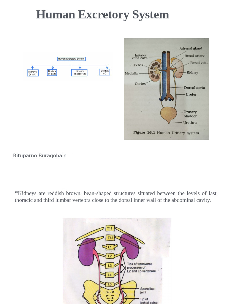 Overview of Human Kidney Functions | PDF