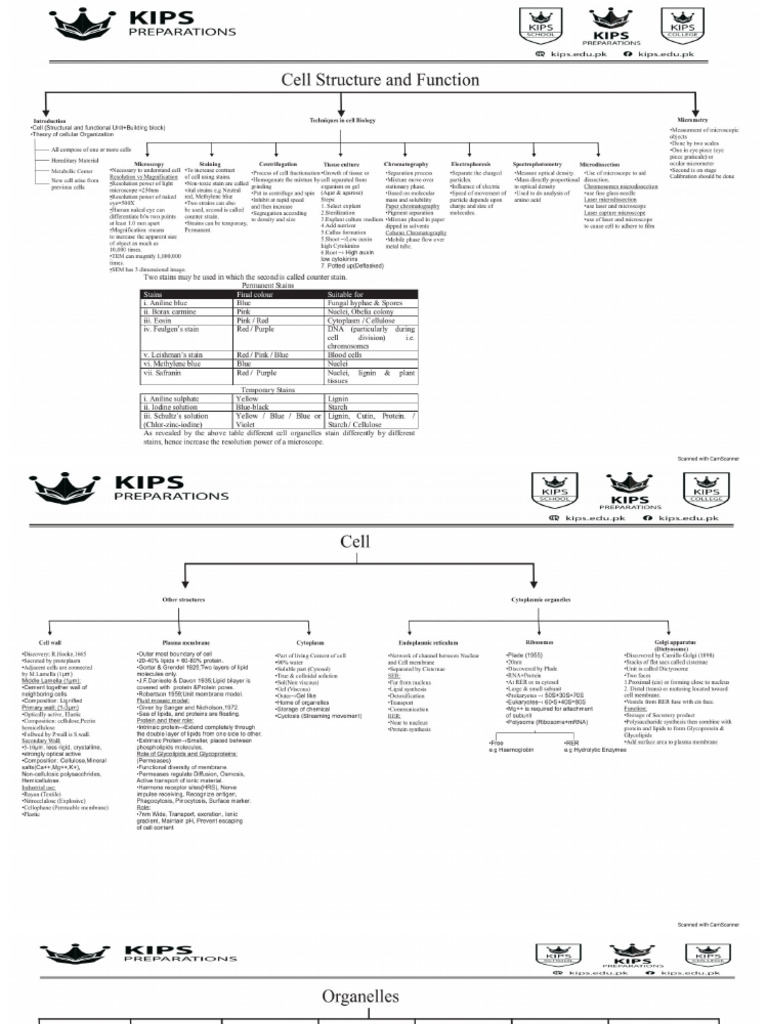 Kips Bio Brain Maps | PDF