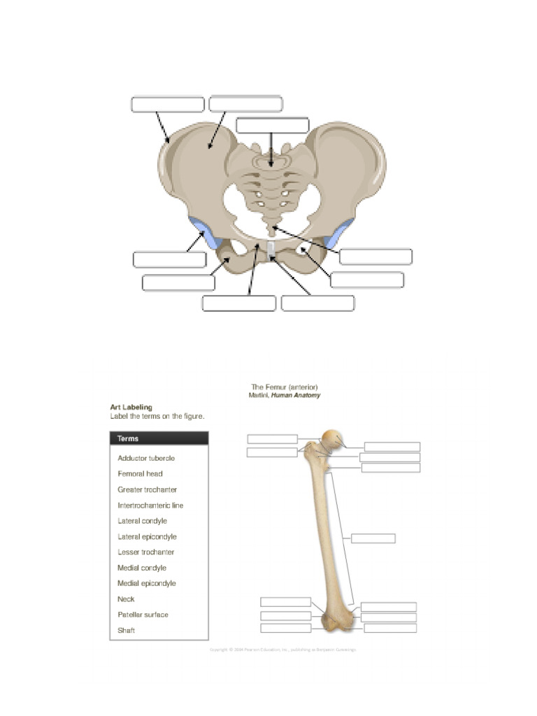 Kinesiology Bones Unit | PDF