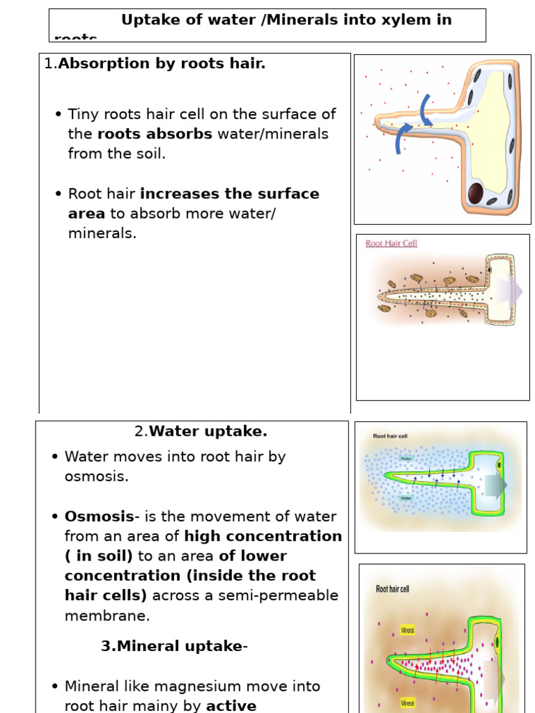 Water and Mineral Uptake in Plants | PDF | Root | Biology