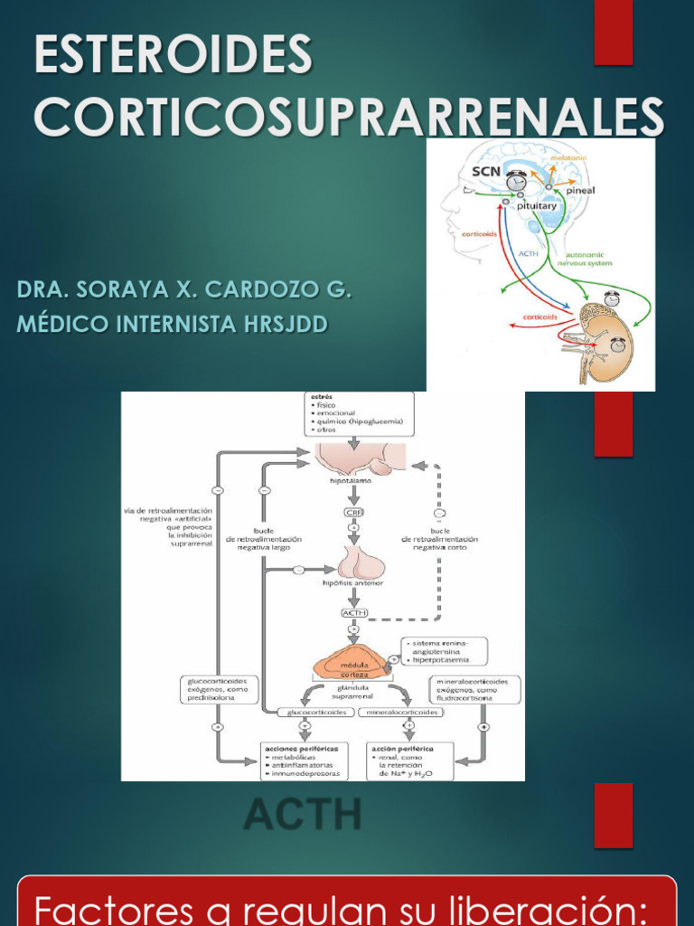 Corticoides | PDF | Glucocorticoides | Cortisol