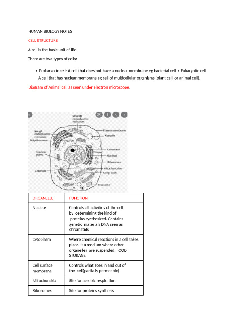 Human Biology Notes Edited | PDF | Epithelium | Human Tooth