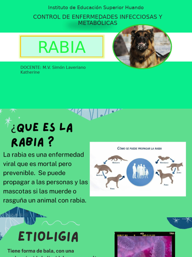 Control y Prevención de la Rabia en Perros | PDF | Rabia | Inmunología