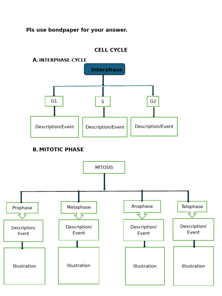 Understanding the Cell Cycle Stages | PDF