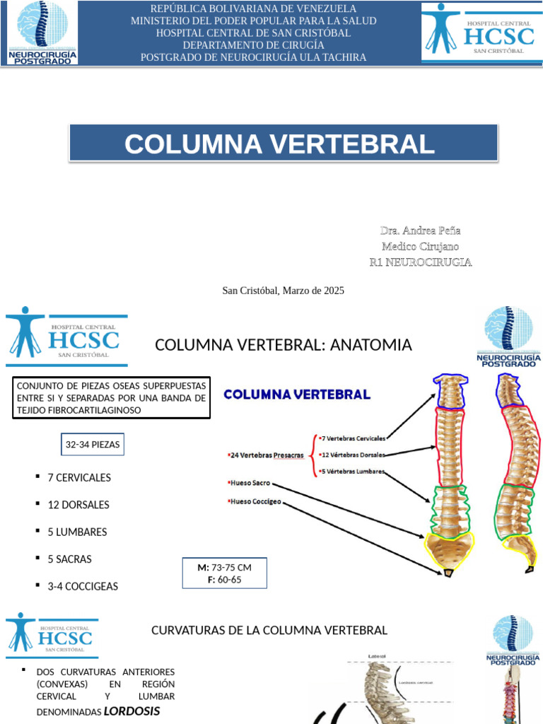 Anatomía y Funciones de la Columna Vertebral | PDF | Vértebra | Sistema ...