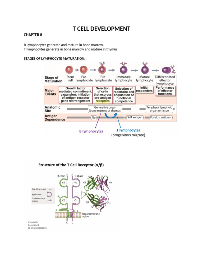 NOTE Lecture 5 T Cell Development and Effector Function | PDF