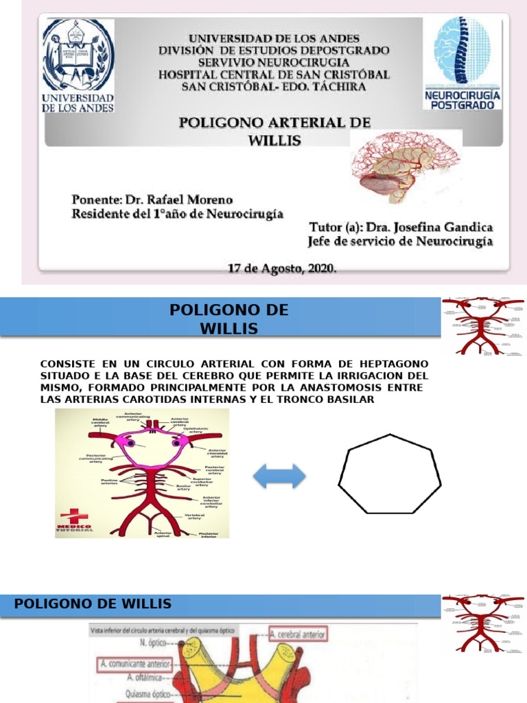 Poligono de Willis | PDF | Anatomía humana | Cabeza y cuello humanos