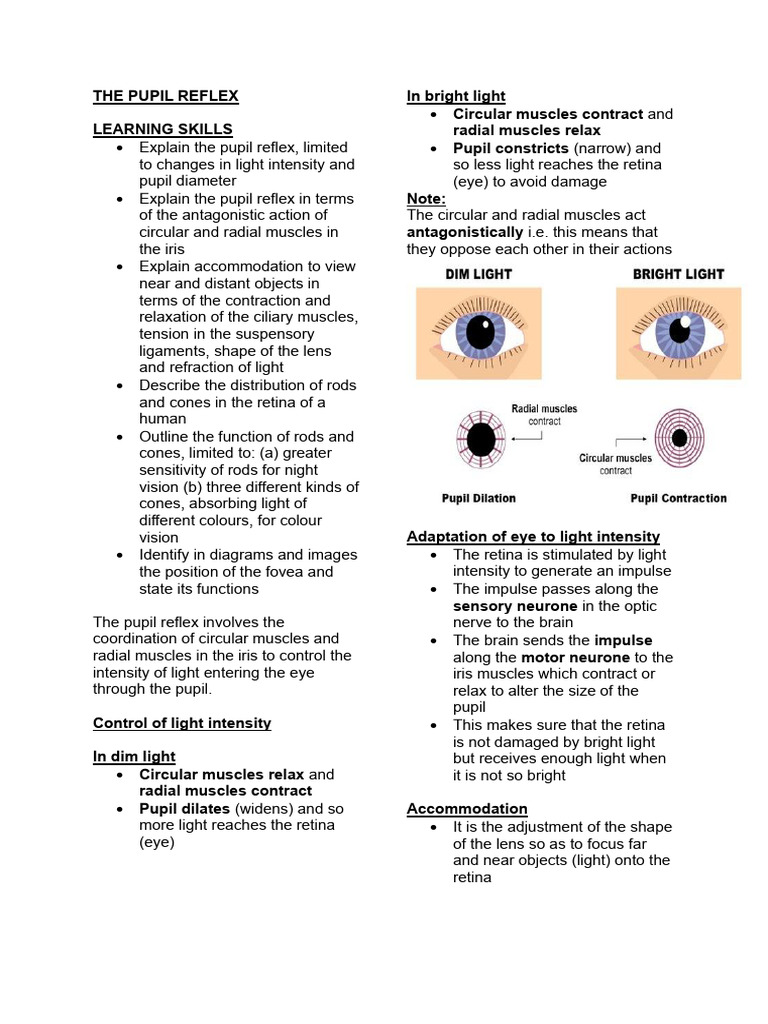 Understanding the Pupil Reflex and Vision | PDF | Eye | Electromagnetic ...