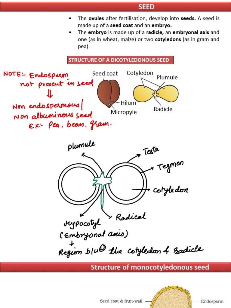 The After Fertilisation, Develop Into A Seed Is Madeupofa and An The ...