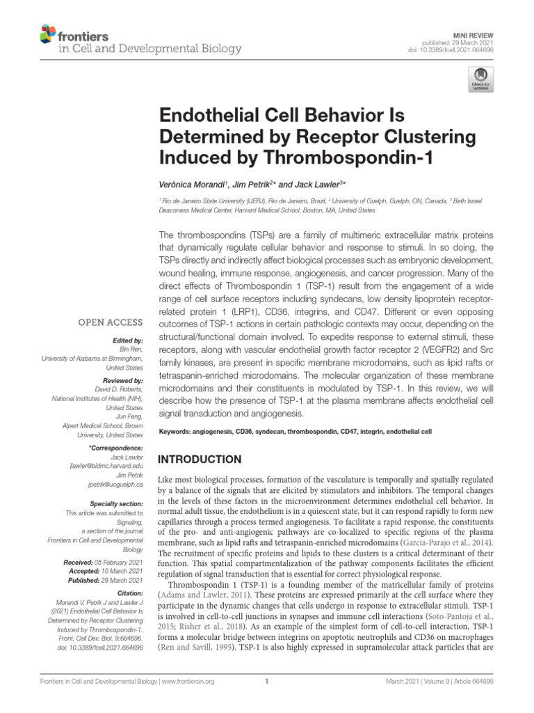 Endothelial Cell Behavior Is Determined by Receptor Clustering Induced ...