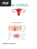 Uterine Ligaments: Anatomy and Functions | PDF