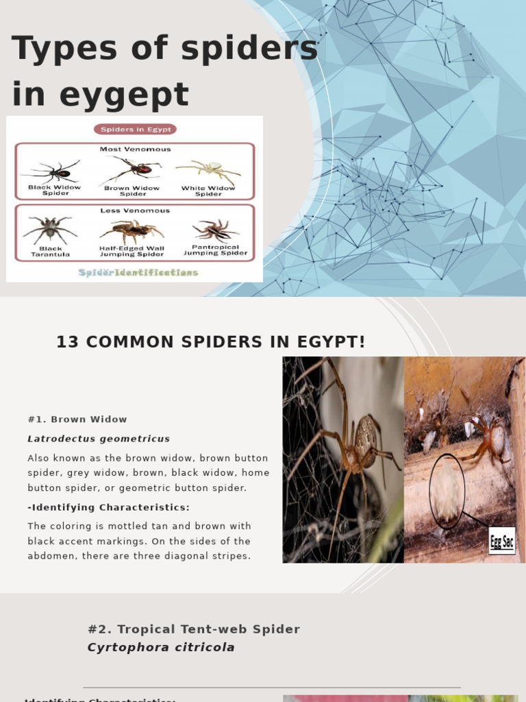 Common Spiders Found in Egypt | PDF | Arachnids | Spider
