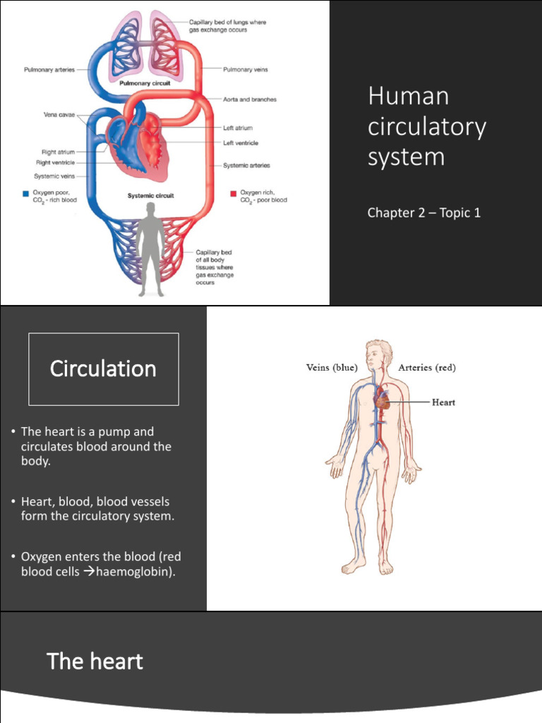Human Circulatory System - For The Test | PDF