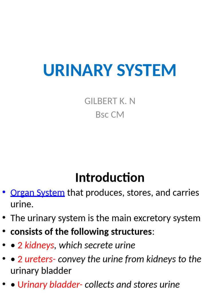 Overview of the Urinary System | PDF | Kidney | Urinary System