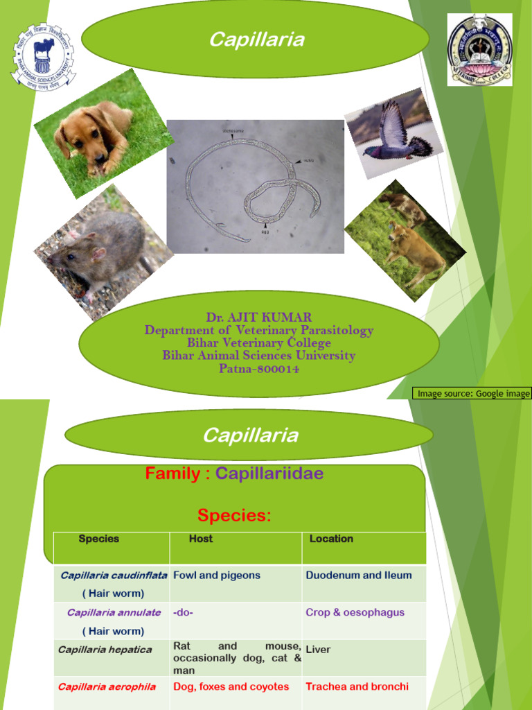 Capillaria Worms: Species & Treatment Guide | PDF | Parasitology ...