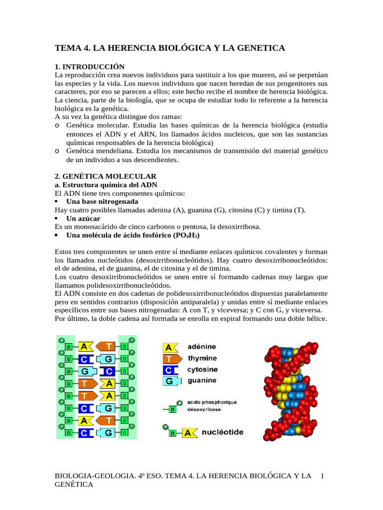 Herencia Biológica y Genética: Claves Esenciales | PDF | Dominancia ...